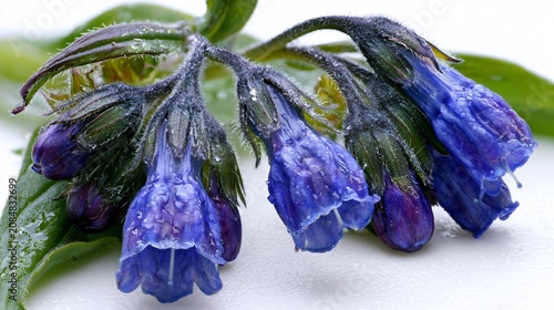 Beautiful Common Comfrey Blue Flowers Closeup on White Background with Soft Focus