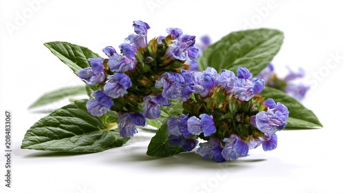 Blooming Common Self-Heal Plant (Prunella vulgaris) on White Background