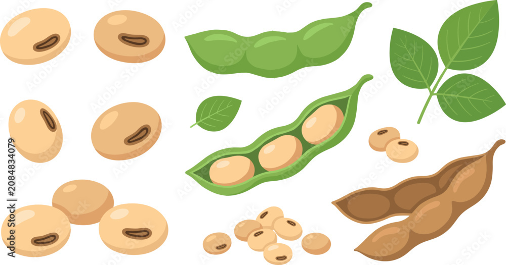 Naklejka premium Fresh organic soybean vector illustration set with raw soy beans green pods edamame seeds pile dry shells and green leaves isolated on white background