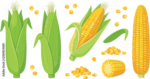 Quadro su tela PrintFresh sweet corn on the cob vector illustration set with green leaves cobs