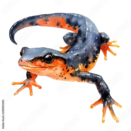 Konstfotografi Salamander Soft And Charming, colorful watercolor painting with bold outlines, isolated on a white background