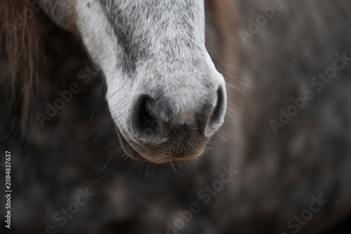 Quadro su tela Close-up of a grey horse muzzle and nostrils with whiskers and textured coat in