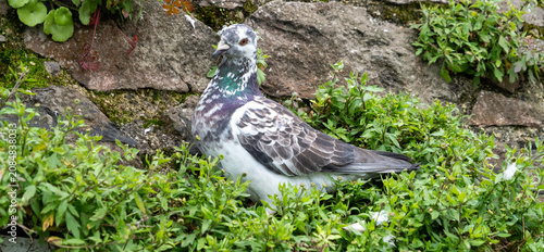 Wildlife portrait showing a nesting pigeon in rustic surroundings.