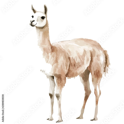 Tableau sur toile Llama, playful watercolor vector depicting lively antics and expressive gestures, isolated on a white background