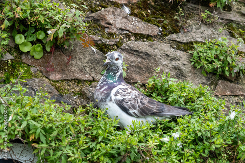 Wildlife portrait showing a nesting pigeon in rustic surroundings.