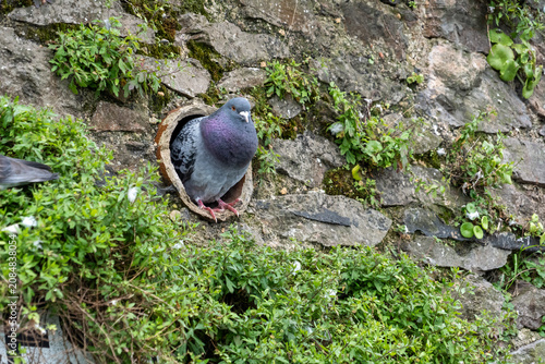 Wildlife portrait showing a nesting pigeon in rustic surroundings.