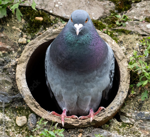 Wildlife portrait showing a nesting pigeon in rustic surroundings.