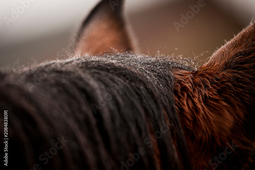Photos Close-up detail of a bay horse mane and ear showing textured brown coat, black f