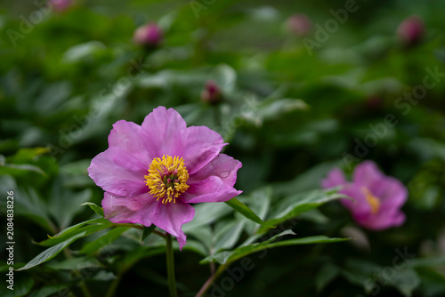 Gracefully rising above rich green leaves, Paeonia mairei opens its delicate pink blooms one by one. Blooming Paeonia mairei peonies with soft pink flowers and unopened buds. 