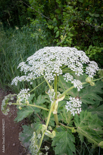 Giant hogweed flower blooming in wild nature as invasive toxic plant