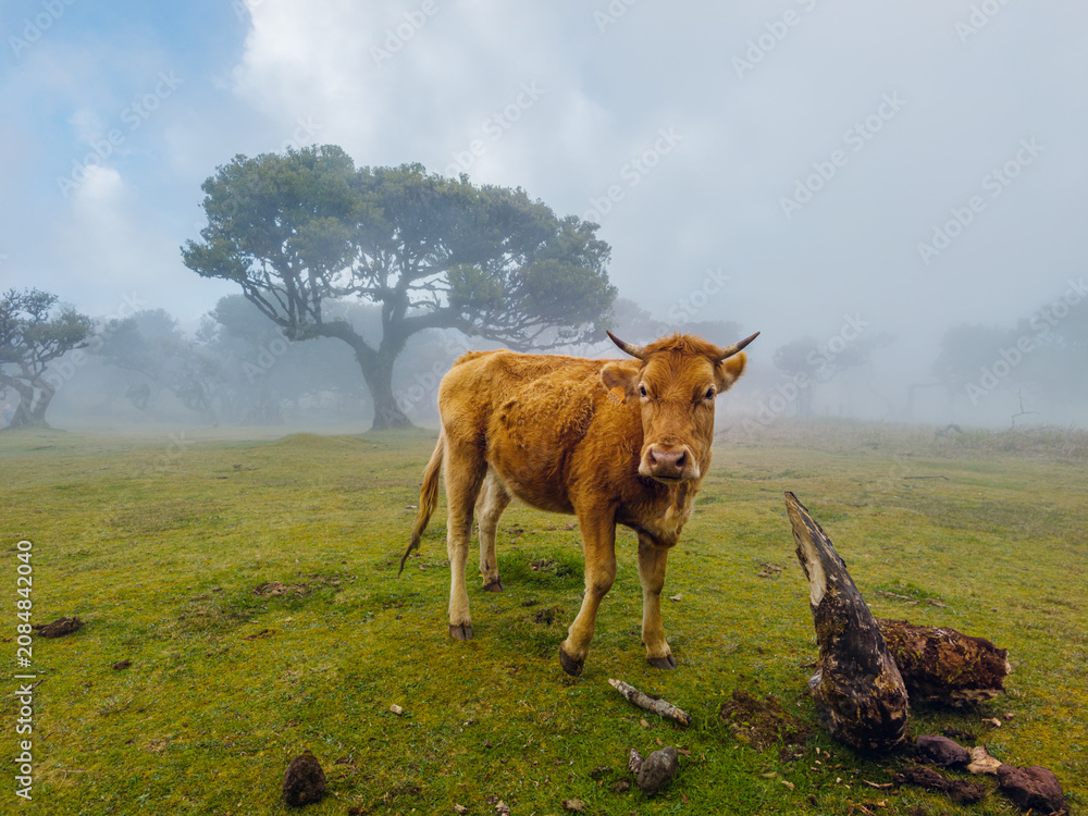 Fototapeta premium A brown cow standing on a green pasture next to ancient trees in the mysterious morning fog of Fanal Forest, Madeira.