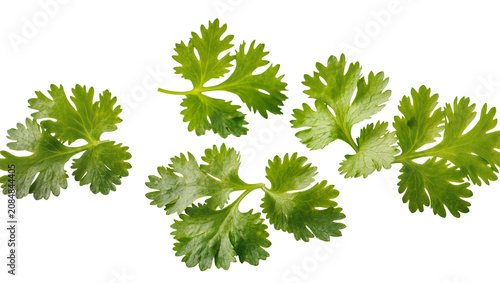 Slika na platnu Isolated fresh green cilantro leaves scattered, aromatic culinary herb for cooki