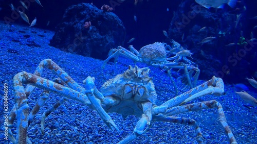 Photography Large crabs in blue aquarium habitat