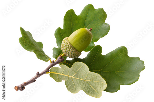 Isolated green acorn with fresh oak leaves on a branch, symbol of autumn and nature