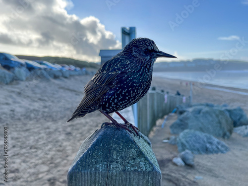 Starling perched above Newquay beach with ocean backdrop