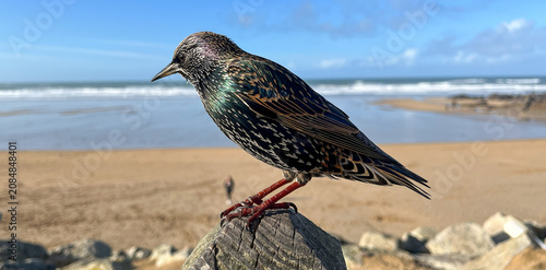 Starling perched above Newquay beach with ocean backdrop