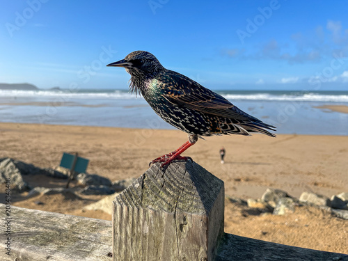 Starling perched above Newquay beach with ocean backdrop