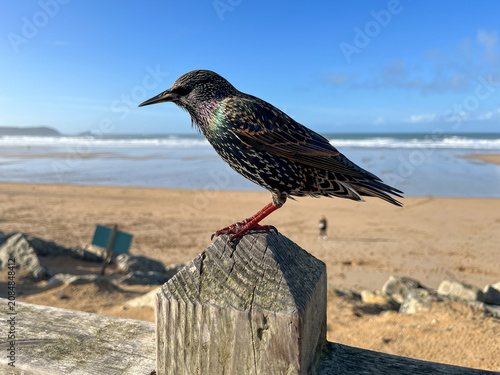 Starling perched above Newquay beach with ocean backdrop