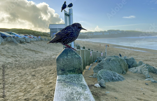 Starling perched above Newquay beach with ocean backdrop