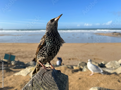 Starling perched above Newquay beach with ocean backdrop