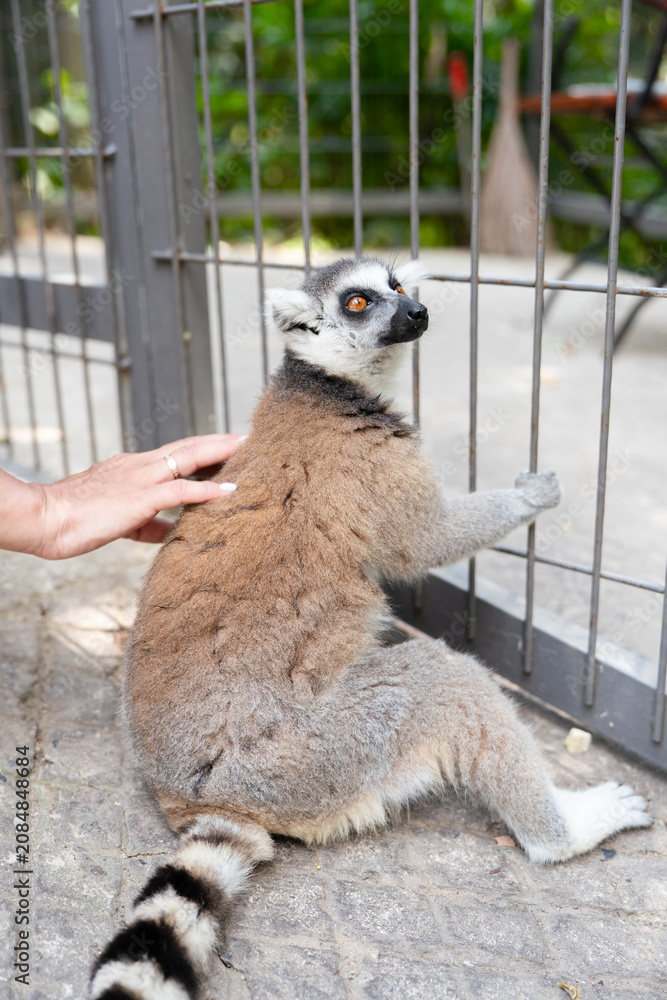 Fototapeta premium Woman hand gently stroking touching ring tailed lemur sitting by zoo enclosure bars with striped tail on stone ground