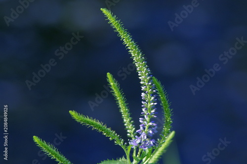 close up of a green plant