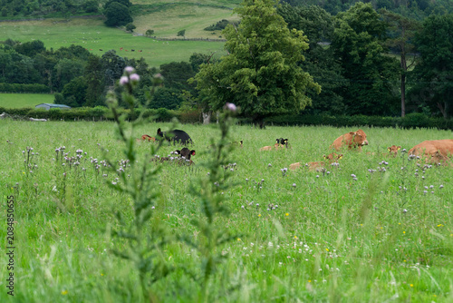 Photography A rural village in the UK during summer with cattle grazing in a green field