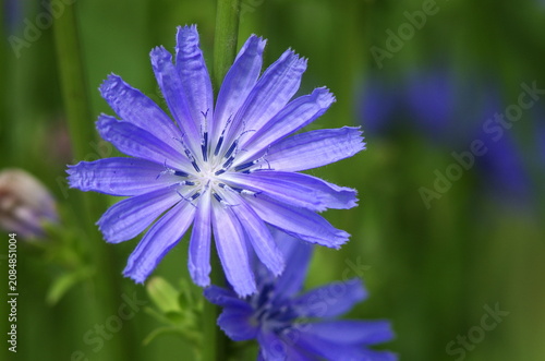 purple flower in the garden