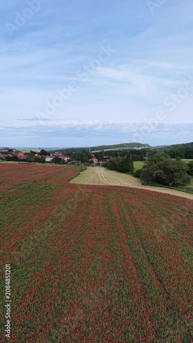 Karlovy Vary Region, Czech Republic - A field of red poppies