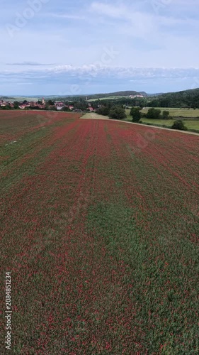 Karlovy Vary Region, Czech Republic - A field of red poppies