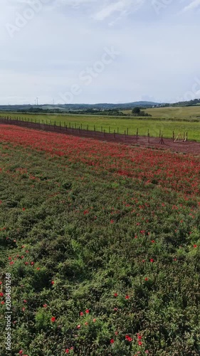 Karlovy Vary Region, Czech Republic - A field of red poppies