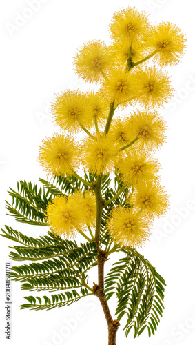 Fotografie Isolated blooming branch of a mimosa tree with vibrant yellow fluffy flowers and