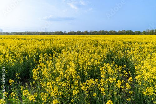 Rapeseed in Fields Yellow Flowering Crop