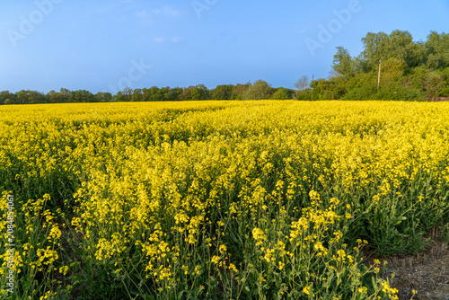 Rapeseed in Fields Yellow Flowering Crop