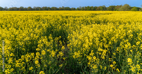 Rapeseed in Fields Yellow Flowering Crop