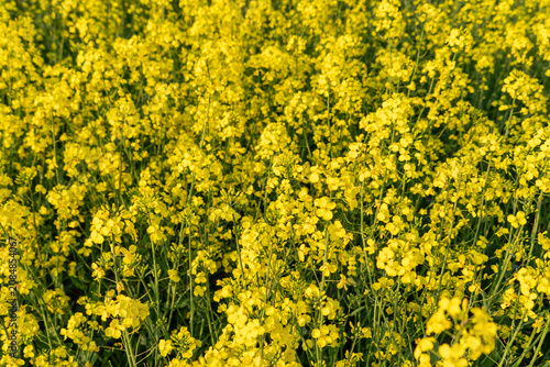 Rapeseed in Fields Yellow Flowering Crop