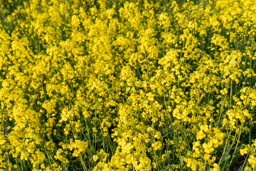 Rapeseed in Fields Yellow Flowering Crop