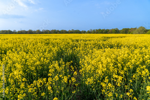 Rapeseed in Fields Yellow Flowering Crop