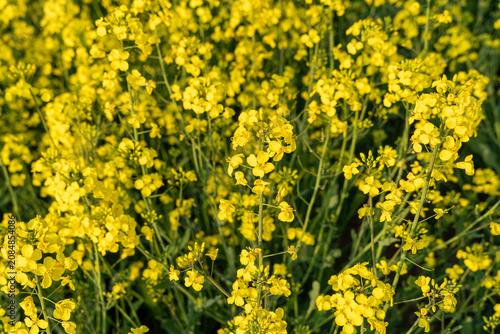 Rapeseed in Fields Yellow Flowering Crop