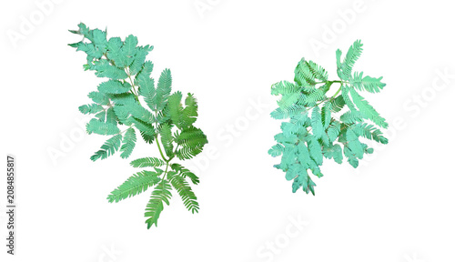 Bild auf Leinwand Mimosa pudica foliage branches
