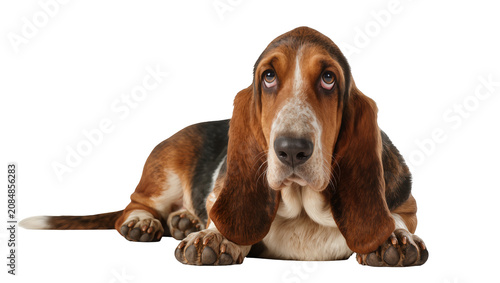 Принти на полотні Isolated Basset Hound dog with sad expressive eyes looking up, lying down peacef