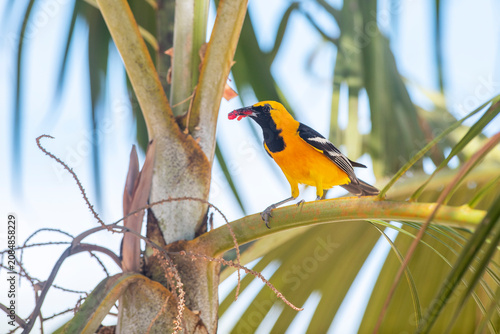 Tableau sur toile hooded oriole (Icterus cucullatus) with food in his beak