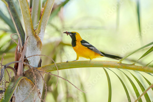 Tableau sur toile hooded oriole (Icterus cucullatus) with food in his beak