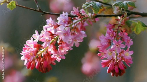 Blooming Flowering Currant Shrub Ribes Sanguineum in Spring