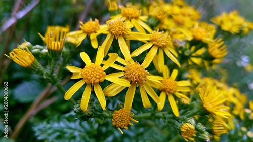 Poisonous Invasive Weed Plant Common Ragwort - Professional Botanical Photography