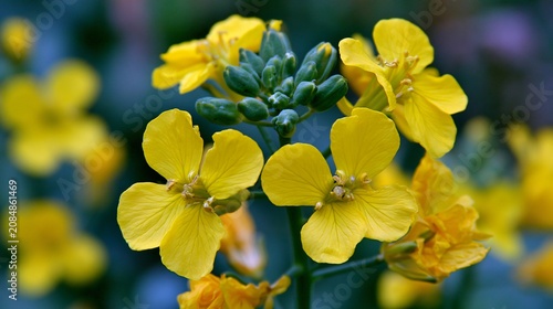 Vibrant Yellow Treacle Mustard Erysimum cheiranthoides Flowers Blossoming in Nature