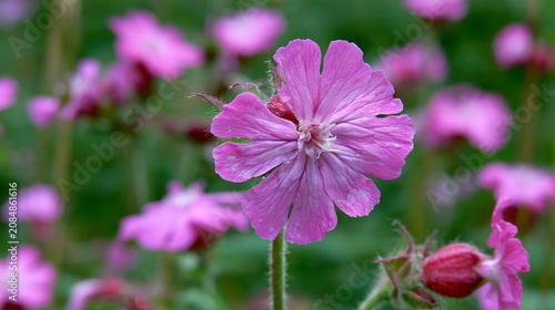 Vibrant Red Campion Wildflower Blooming Softly in Meadow Nature Scene