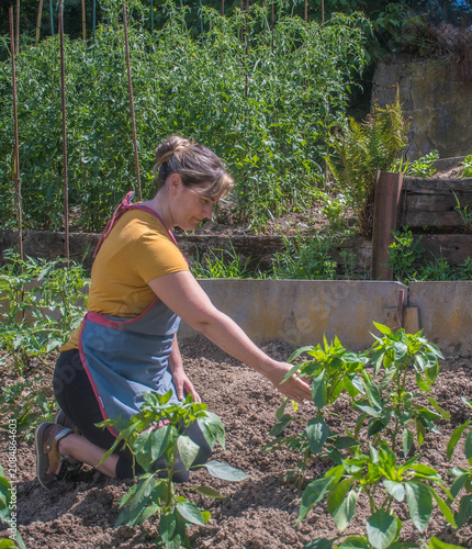 Fotografie A woman inspecting a green pepper plant in the vegetable garden