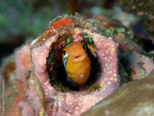 Foto macro portrait of a tiny combtooth blenny fish appearing to smile directly at the camera from its hiding spot on a tropical coral reef