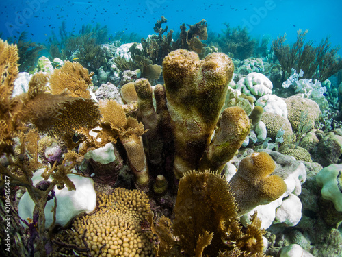 Tableau sur toile Pillar Coral spire (Dendrogyra cylindrus) heavily ravaged by rapid Stony Coral Tissue Loss Disease (SCTLD) tissue sloughing and algae overgrowth in Bonaire